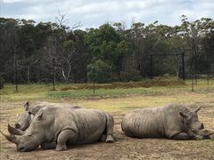 -威勒比开放式动物园