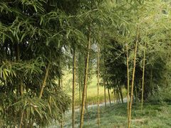 -良渚古城遗址公园