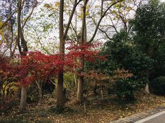-南京市江宁方山