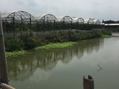 -马陆小张葡萄园农家乐