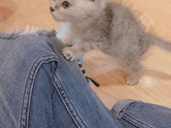 -万小咖.猫咖(中山路天虹店)