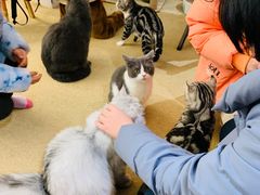 -猫友咖啡店(玉林西路店)