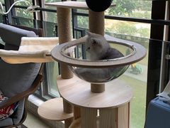 -lincat·猫舍(广州店)