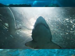 -上海海洋水族馆