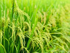 -竹语饭香·原生态农庄·烧鸡·竹筒饭·河鲜(森林海白水寨店)