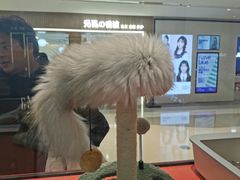 -babydoll猫舍·米努特·德文·缅因(久光中心店)
