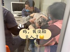 -伟伟宠物医院·瑞派猫友好医院·猫科(光谷店)
