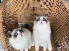 -Bastet sally猫舍购宠(静安店)