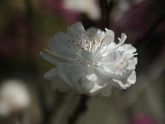 -南汇桃花村