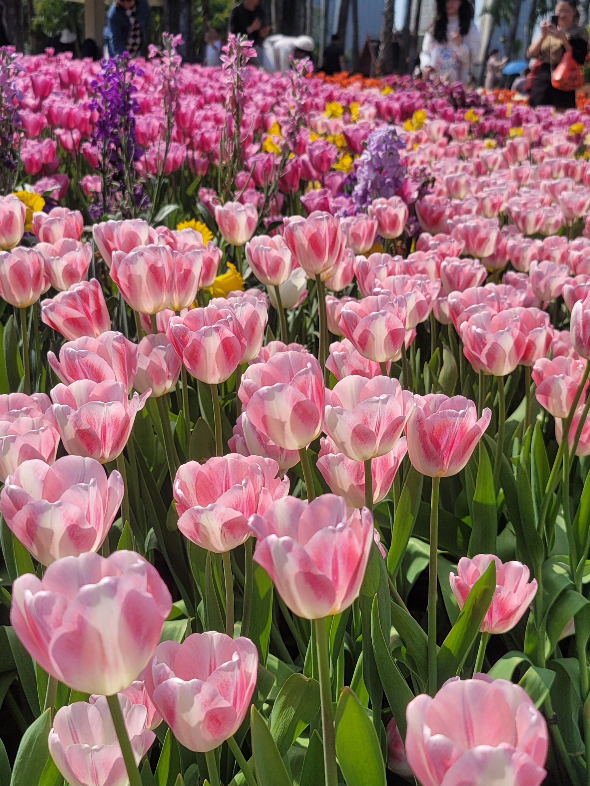 送你漂亮花花,交个盆友吧[爱]