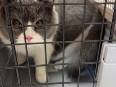 -瑞派康怡24h宠物医院·犬猫医疗中心·微创绝育(瑞景分院)