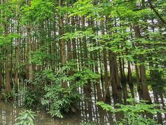 -桤木河湿地公园