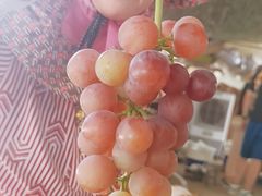 -马陆小张葡萄园农家乐