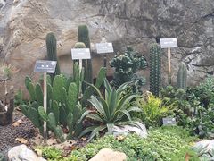 -东莞植物园