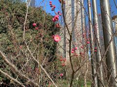 -陆家嘴中心绿地