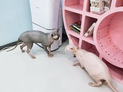 -糯米喵星人·撸猫猫舍咖啡馆(西市场嘉华店)