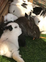 -萌宠亲子动物乐园(槐房万达店)