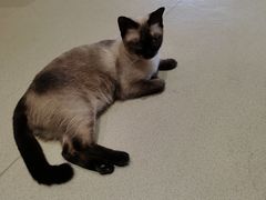 -藏猫猫咖啡主题馆(中央大道店)