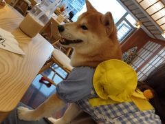 -豆柴町-柴犬主题狗咖(红鼎国际C座店)