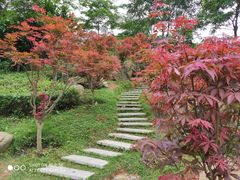 -广州市帽峰山景区