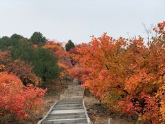 -北京西山国家森林公园