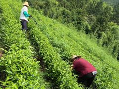 -正源安吉白茶特产享购商场(安吉店)