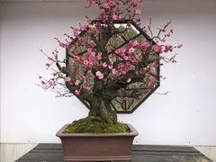 -香雪海