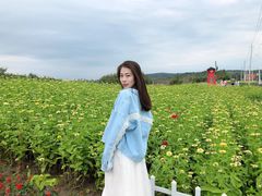 -莲花山花海