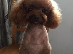 -八公叔叔宠物美容连锁(春申店)