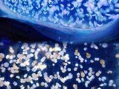 -海合安天津极地海洋公园