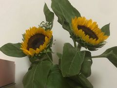 -循礼门鲜花花市(武汉循礼门店)