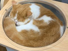 -飞行喵MR PILOT|猫舍·猫咖(静安大融城店)