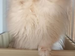 -东方名猫馆·英短金渐层布偶猫舍(环线广场1号楼店)