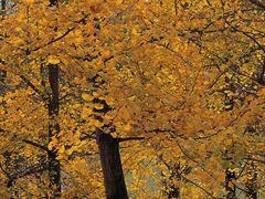 -重庆中央公园(渝北区)