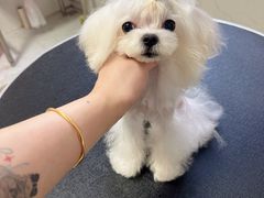 -宠爱多约克夏马尔济斯泰迪小型犬专卖