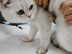 -芭比堂宠物医院·全科爱猫医院·仁德分院