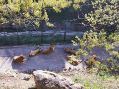 -大连森林动物园