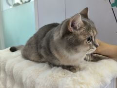-爱洗澡的猫(望京店)