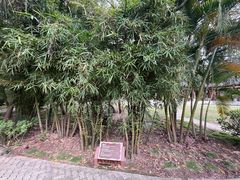 -大湾区中央湿地公园