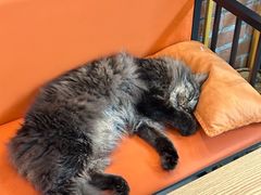 -豆逗聊愈猫阁Easy Life