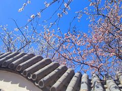 -桃花堤公园