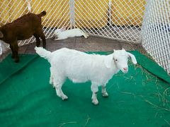 -华中科技大学光谷体育馆