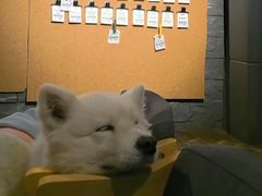 -晃晃悠悠酒肉合作社