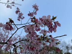 -重庆园博园