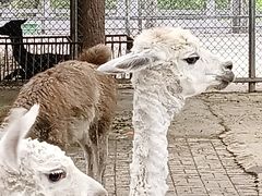 -洛阳马蹄泉旅游度假村