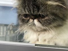 -爱侣宠医·鹦鹉专科·小型哺乳类·异宠专科(灵石路店)