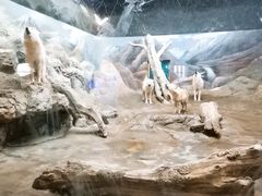 -西安曲江海洋极地公园