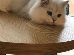 -猫在这儿猫咪咖啡馆·撸猫馆