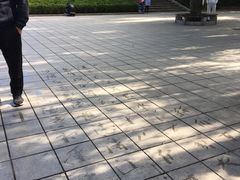 -富斯特索道