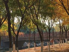 -大兴滨河森林公园